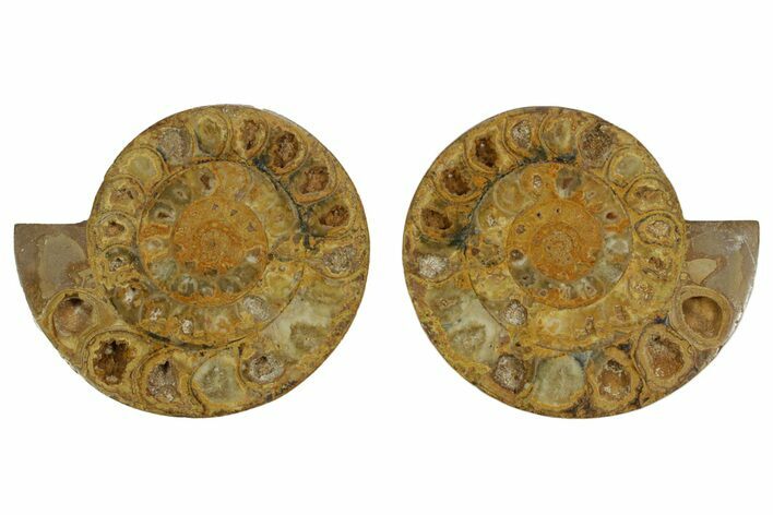 Cut & Polished Jurassic Ammonite (Perisphinctes) Fossil #369795
